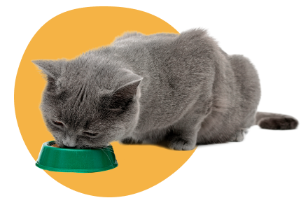 a cat eating from its food bowl