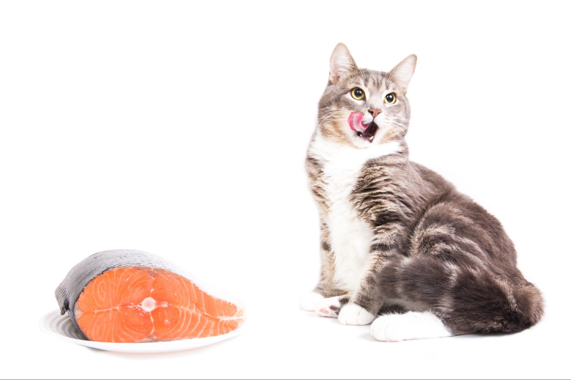 A gray cat about to eat a large plate of salmon