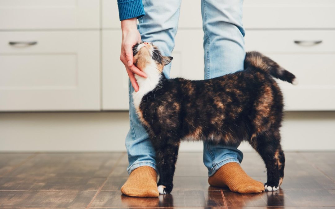 The ultimate guide to help you choose the best cat food 