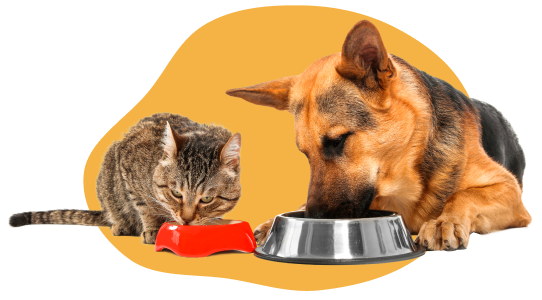 a cat and a dog eating food with USDA-approved ingredients.