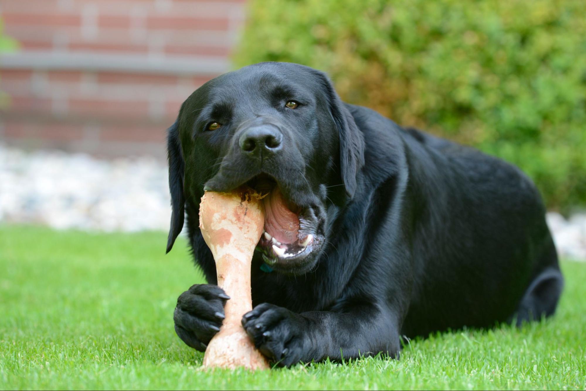 a dog chewing a bone