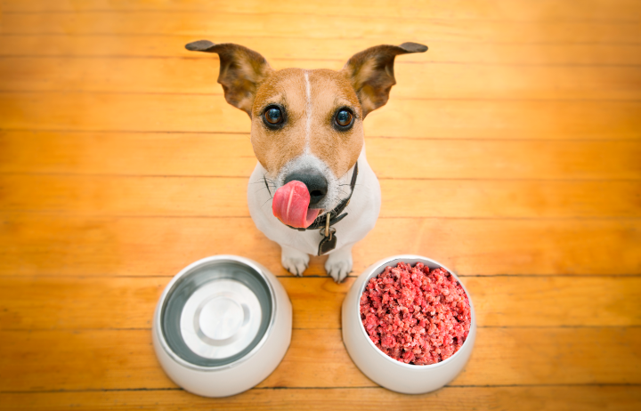 Hungry dog next to its food and water bowls