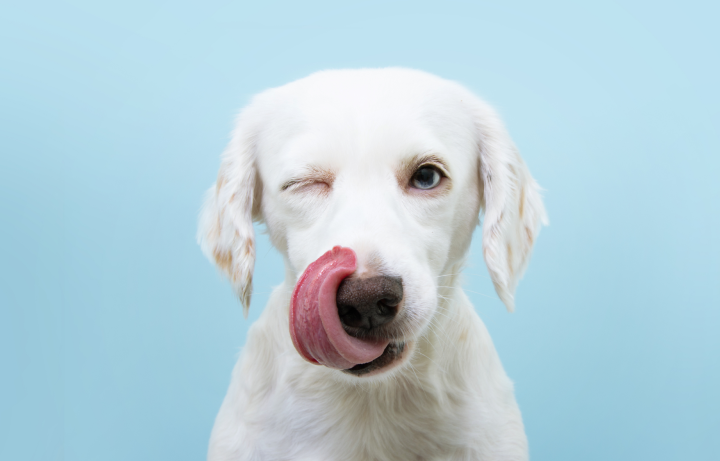  white young dog liking its mouth after having a bone