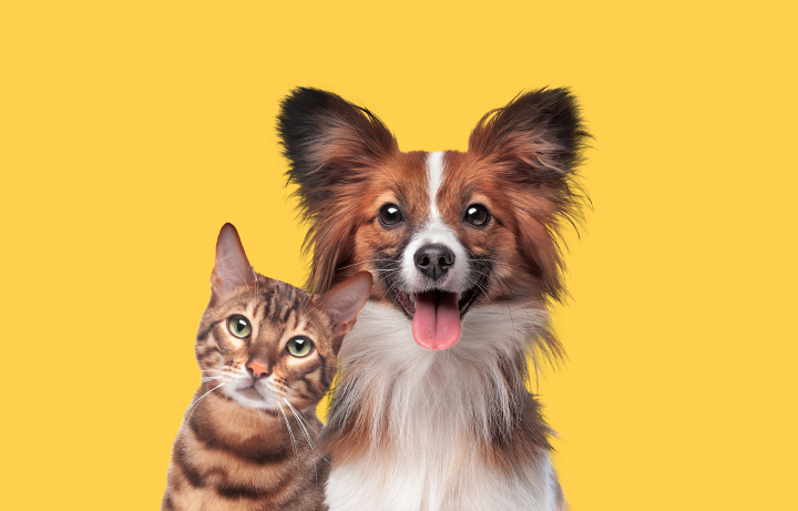 Happy cat and dog waiting for their heart ration