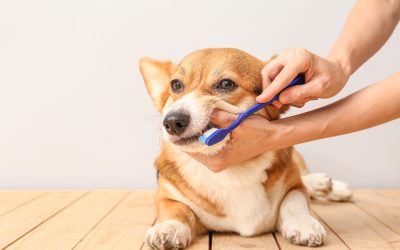 How to improve your dog’s dental health with raw food