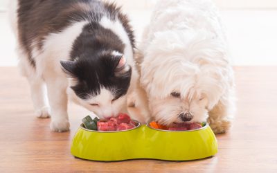 Raw food 101: a beginner’s guide to feeding your pet a natural diet