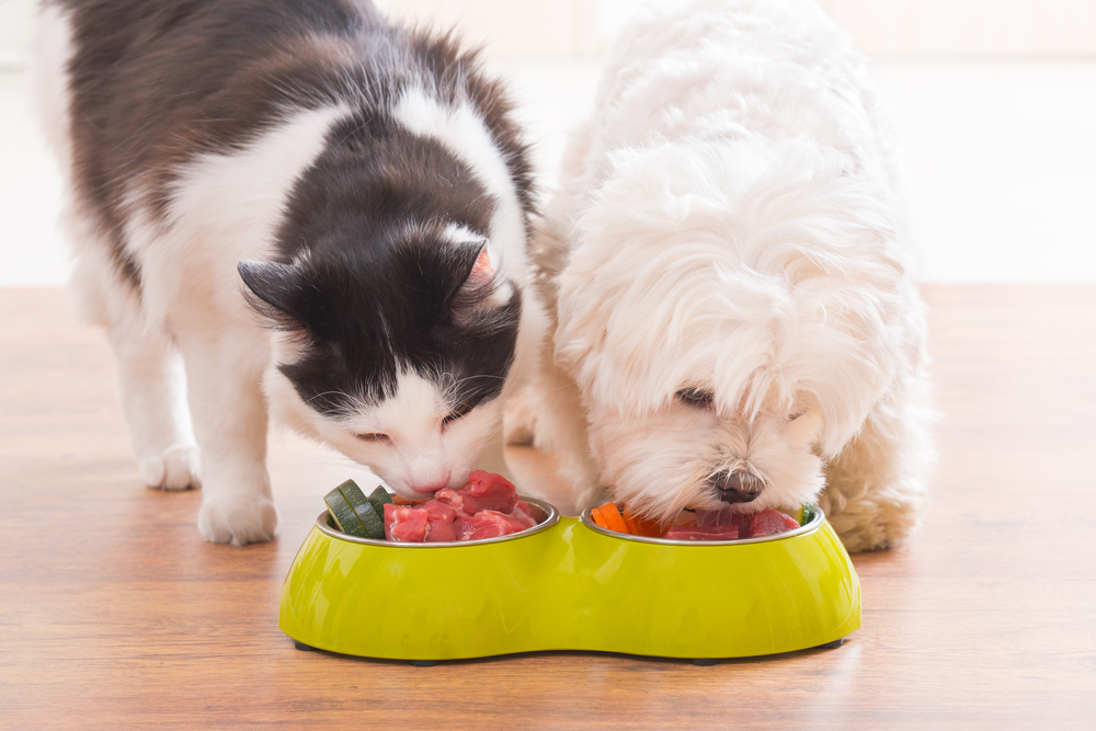 Raw food 101: a beginner’s guide to feeding your pet a natural diet