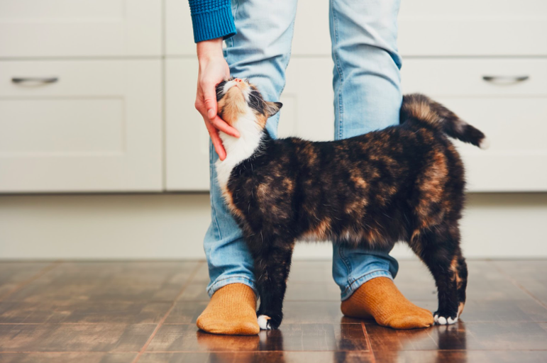 The ultimate guide to help you choose the best cat food